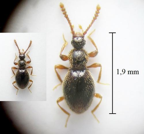 Réf. 276 992 : Euconnus pubicollis